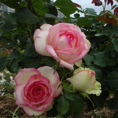 Роза Малибу Роза Малибу - Dolina-Sad.Ru