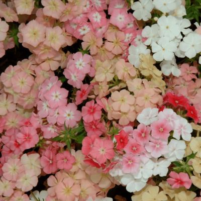 Флокс друммонда Румянец Флокс друммонда Румянец фото