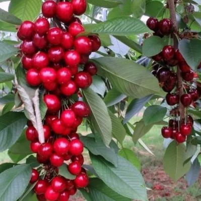 Вишня Колоновидная Вишня Колоновидная фото