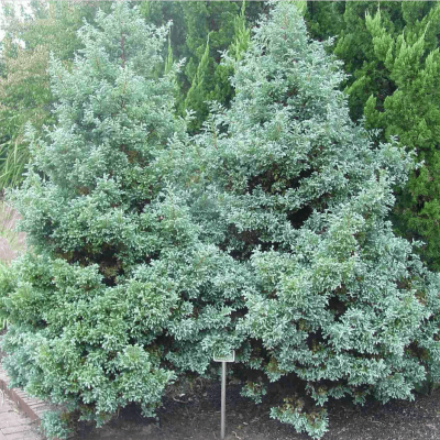 Кипарисовик горохоплодный Булевард Кипарисовик горохоплодный Булевард фото