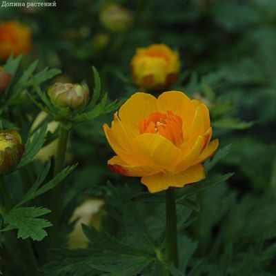 Купальница Оранж Крест Купальница Оранж Крест - Dolina-Sad.Ru