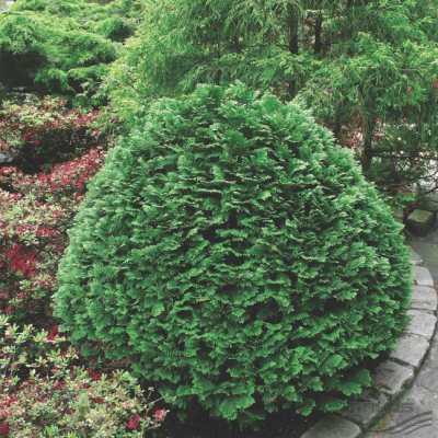 Кипарисовик Лавсона Минима Глаука фото