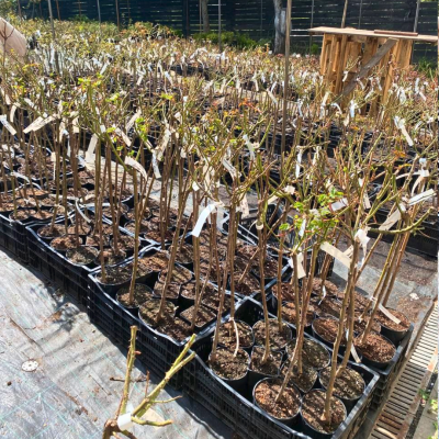 Роза Штамбовая Лампион Роза Штамбовая Лампион - Dolina-Sad.Ru