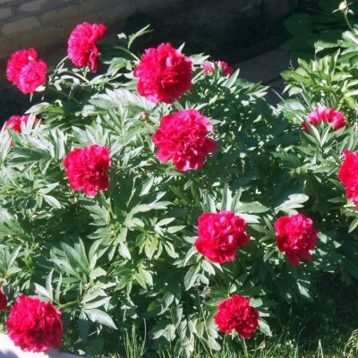 Пион Рубра Плена Пион Рубра Плена - Dolina-Sad.Ru