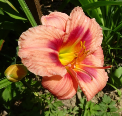 Лилейник Джаст Май Сайз фото