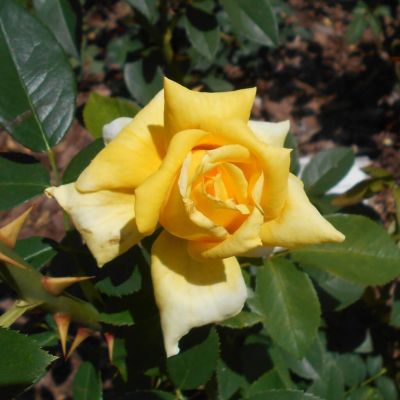 Роза ГолдСтар Роза ГолдСтар - Dolina-Sad.Ru