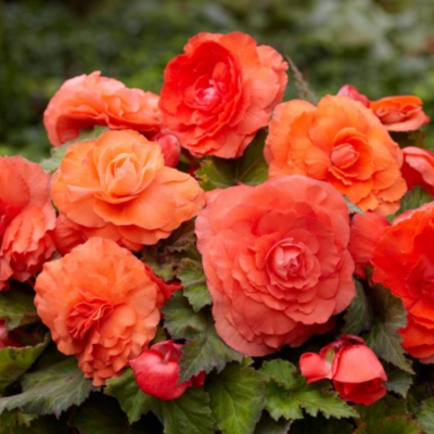 Бегония Дабл оранж Бегония Дабл оранж фото