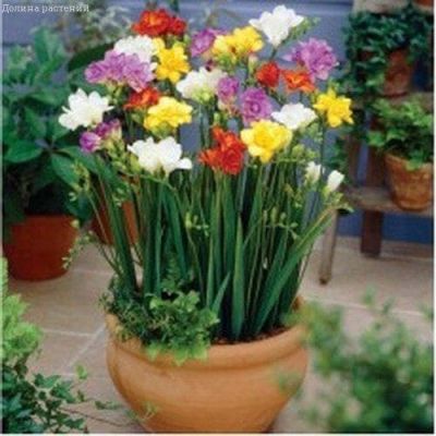 ПОДАРОК Фрезии Смесь (5 шт.) фото