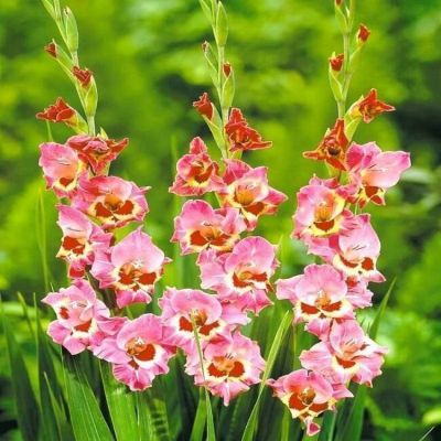 Гладиолус Сидни - Dolina-Sad.Ru