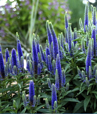 Вероника колосистая Нана Блаутеппих фото