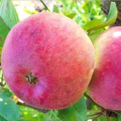 Яблоня Медуница/Летняя фото