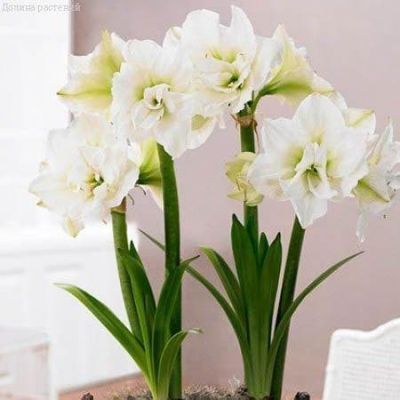 Амариллис Антарктика Амариллис Антарктика фото