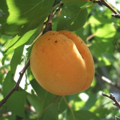 Абрикос Орловчанин Абрикос Орловчанин - Dolina-Sad.Ru