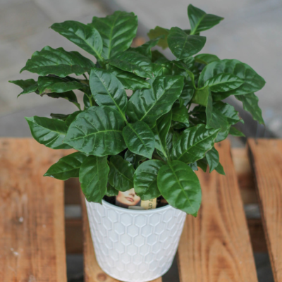 Кофе Арабика Кофе Арабика фото