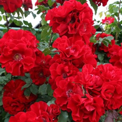 Роза Ротер Корсар Роза Ротер Корсар - Dolina-Sad.Ru