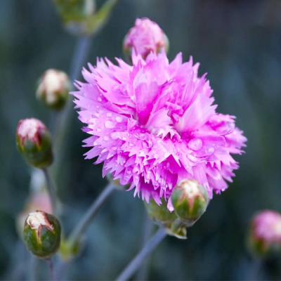 Гвоздика перистая "Дабл Роуз" Гвоздика перистая "Дабл Роуз" фото