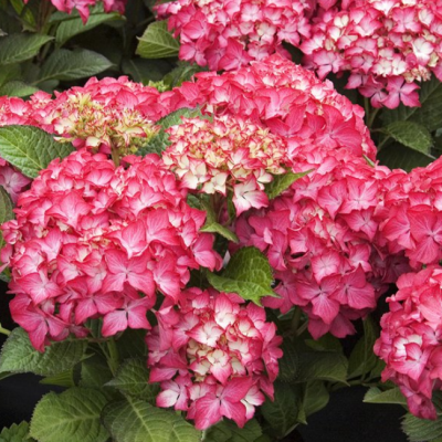 Гортензия крупнолистная Сельма Гортензия крупнолистная Сельма фото