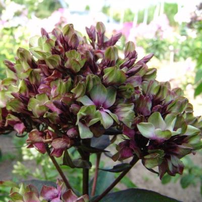 Флокс метельчатый Мистик Грин - Dolina-Sad.Ru