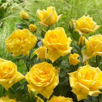 Роза ГолдСтар Роза ГолдСтар - Dolina-Sad.Ru