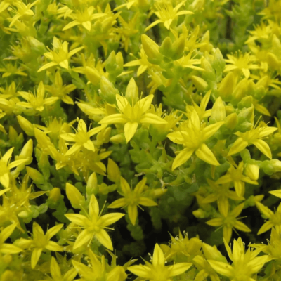 Седум испанский Ауреум Седум испанский Ауреум фото