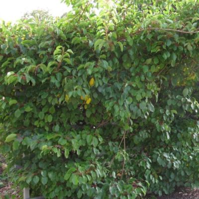 Актинидия остролистная Кенс Ред Актинидия остролистная Кенс Ред фото