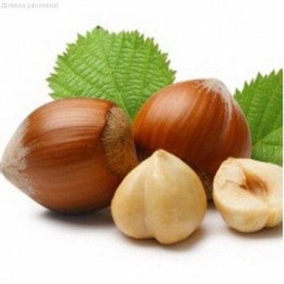 Фундук зеленолистный Шедевр фото