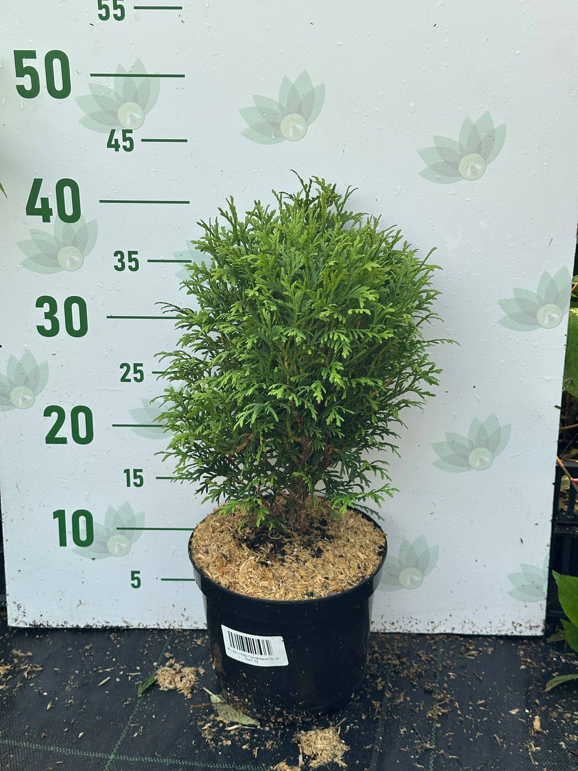 Туя западная Литтл Гиант, С2 - Dolina-Sad.Ru