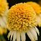 Эхинацея Лемон Дроп Эхинацея Лемон Дроп фото
