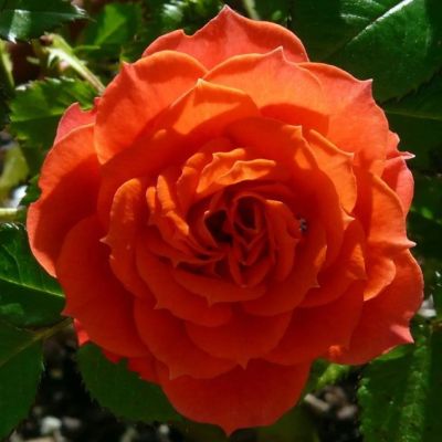 Роза Оранж Мейландина Роза Оранж Мейландина - Dolina-Sad.Ru