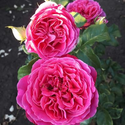 Роза Штамбовая Кейт Роза Штамбовая Кейт - Dolina-Sad.Ru