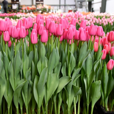 Тюльпан Пинк Твист Тюльпан Пинк Твист - Dolina-Sad.Ru