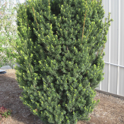 Тисс средний Хикси Тисс средний Хикси фото