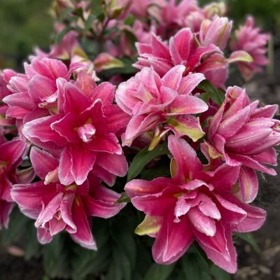 Лилия Роузлили Бьянка Лилия Роузлили Бьянка - Dolina-Sad.Ru