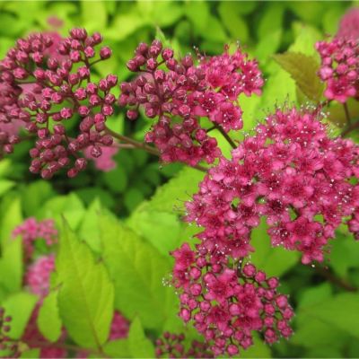 Спирея японская Фробелии, С1 Спирея японская Фробелии, С1 - Dolina-Sad.Ru