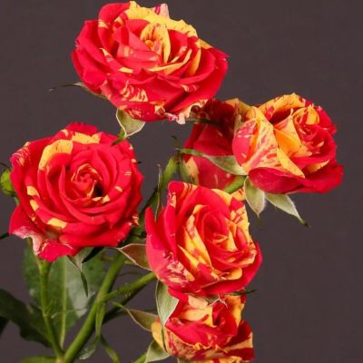 Роза Штамбовая Фаер Флеш Роза Штамбовая Фаер Флеш - Dolina-Sad.Ru