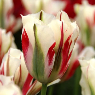 Тюльпан Флеминг Спринг Грин Тюльпан Флеминг Спринг Грин фото