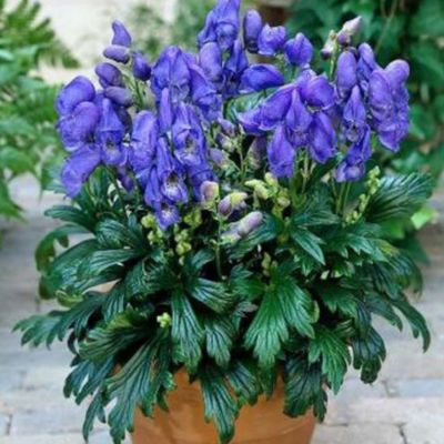 Аконит Фишера Аконит Фишера - Dolina-Sad.Ru