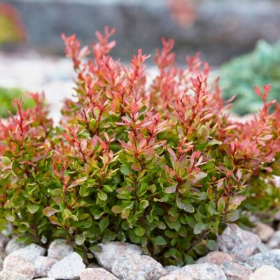 Барбарис Тунберга Голден Руби - Dolina-Sad.Ru