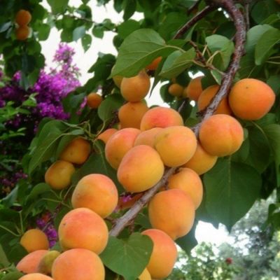 Абрикос Восторг Абрикос Восторг - Dolina-Sad.Ru