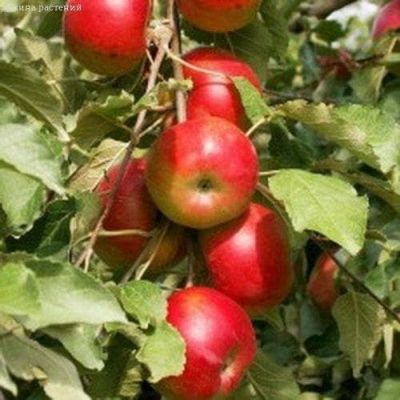 Яблоня Колоновидная Останкино/Осенняя Яблоня Колоновидная Останкино/Осенняя фото
