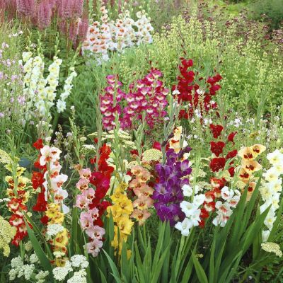 Гладиолус Баттерфляй Микс Колорс - Dolina-Sad.Ru