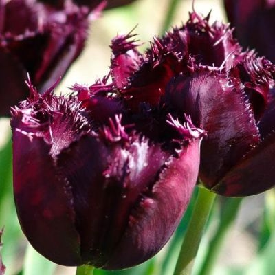 Тюльпан Винсент Ван Гог Тюльпан Винсент Ван Гог фото