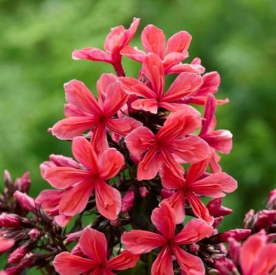 Флокс метельчатый Клеопатра Флокс метельчатый Клеопатра - Dolina-Sad.Ru