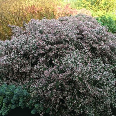 Астра бокоцветковая Леди ин Блэк Астра бокоцветковая Леди ин Блэк - Dolina-Sad.Ru