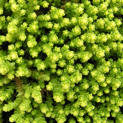 Седум испанский Ауреум Седум испанский Ауреум фото