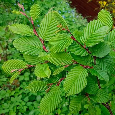 Граб обыкновенный - Dolina-Sad.Ru