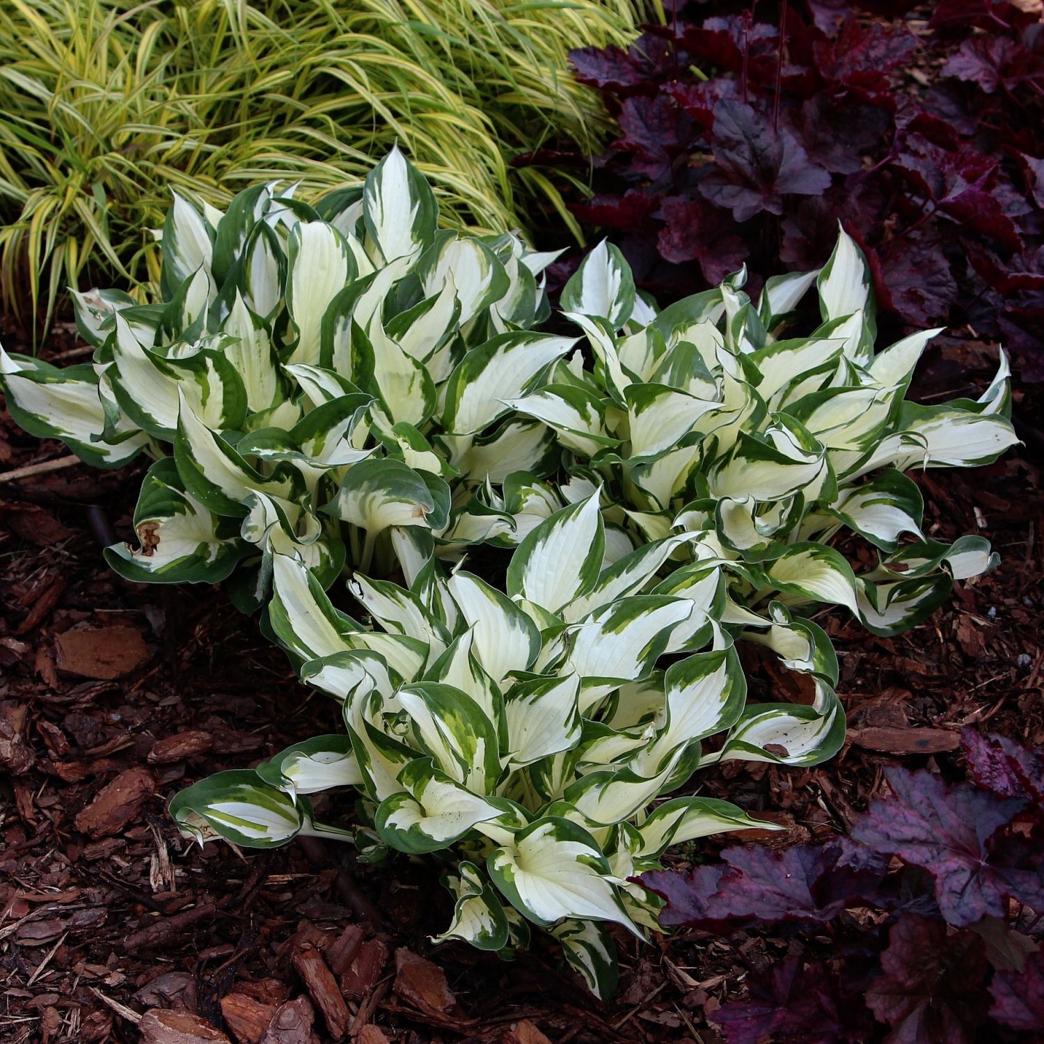 Хоста Амазон Хоста Амазон - Dolina-Sad.Ru