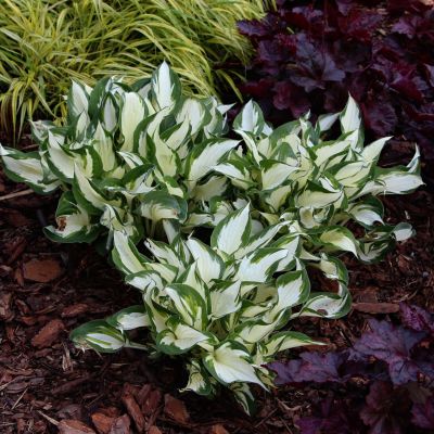 Хоста Амазон Хоста Амазон - Dolina-Sad.Ru