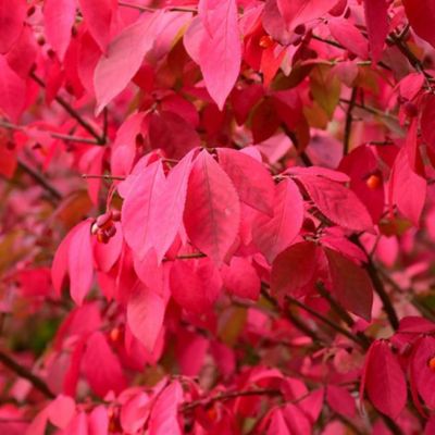 Бересклет Крылатый Чикаго Файер фото