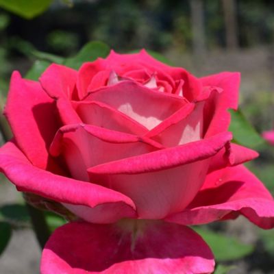 Роза Бабкина в горшке - Dolina-Sad.Ru